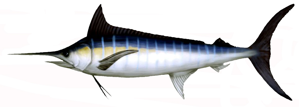 Makaira nigricans_04.jpg